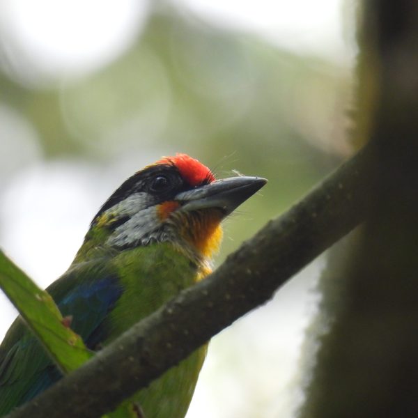 Brown Headed Barbet